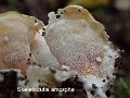 Skeletocutis amorpha-amf2209-2